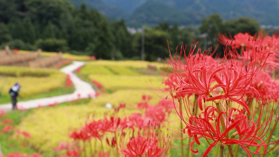 【寺坂棚田の彼岸花：当館から歩いて行ける】あみだくじで景品が！猪料理　鉱泉風呂 予約時確認事項あり