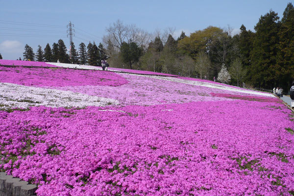 【秩父春旅：特典付】　あみだくじで景品が当たる　芝桜が見頃♪スタンダードー2食付
