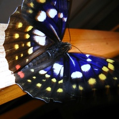 国蝶（オオムラサキ）が敷地内に飛んでくることもあります