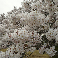美の山公園の桜（4月中旬〜下旬）