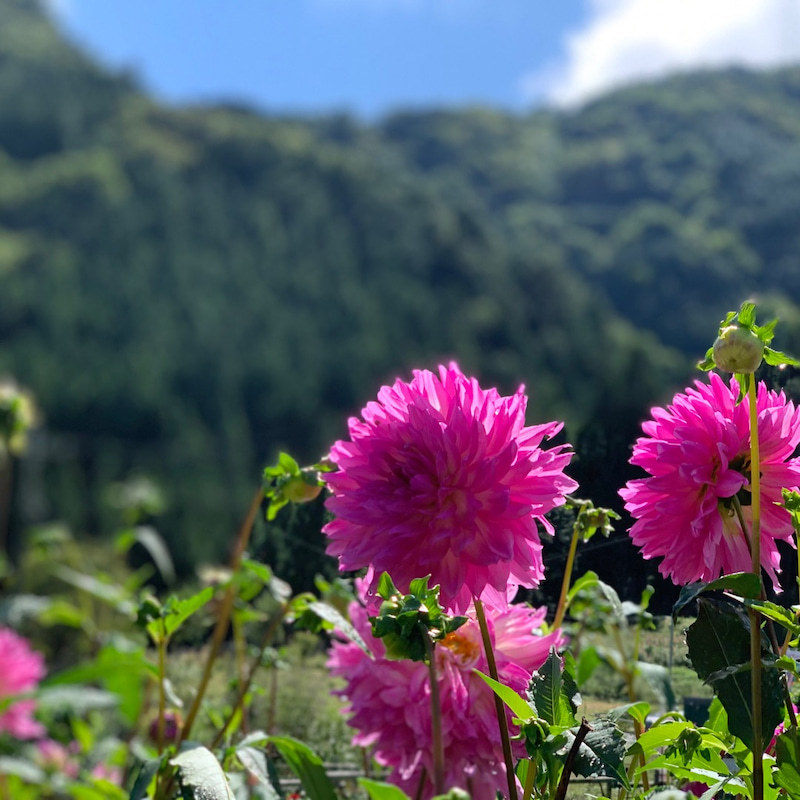 【部屋食】☆花花　ダリアプラン☆