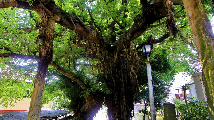 奈良尾神社・あこうの樹