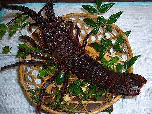 海の王様伊勢海老！