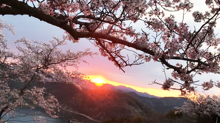 万葉・桜と夕日