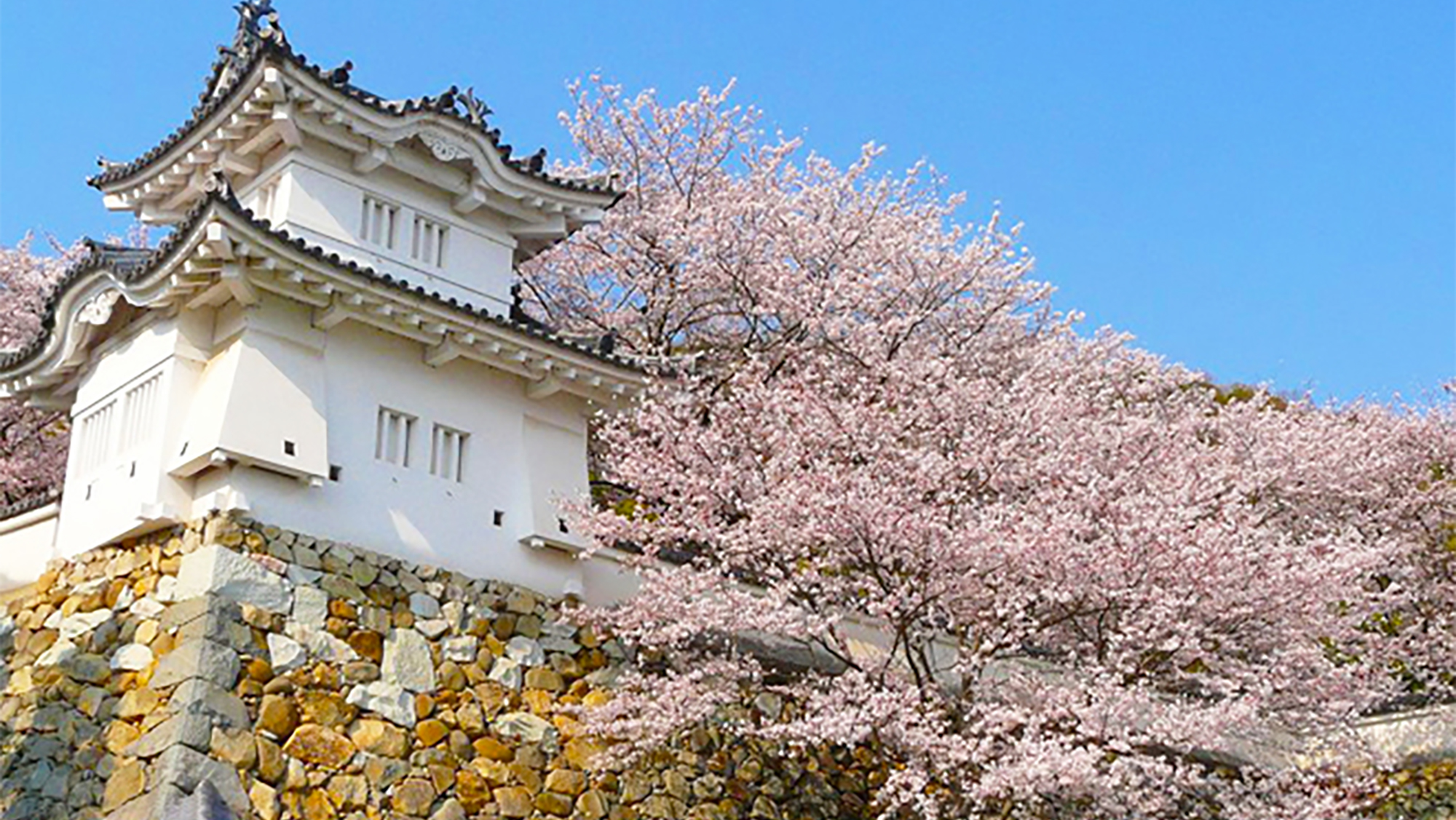 春は桜が満開「龍野城」（車で約40分）