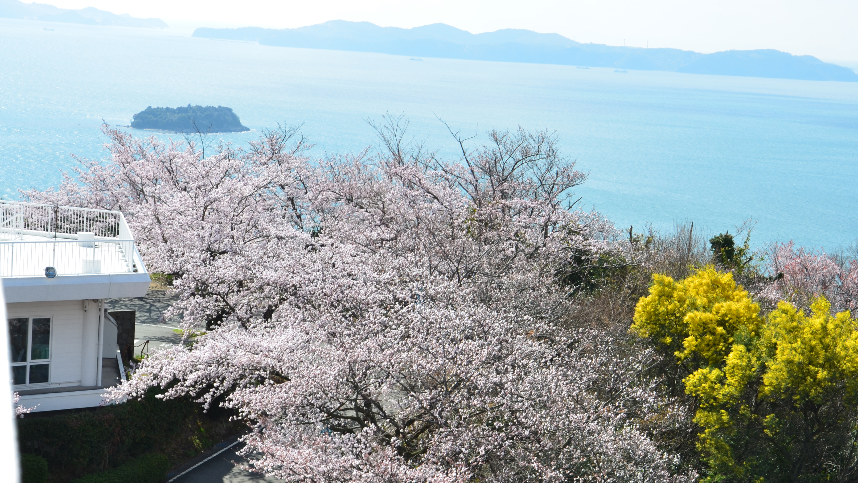 展望台、桜の咲く季節には海と淡いピンクのコントラストがとてもきれいです。