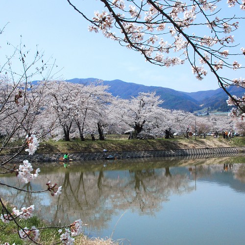 治田公園　公園内には、男池・女池という2つの池があり、周囲を囲むように300本の桜が咲き乱れます。