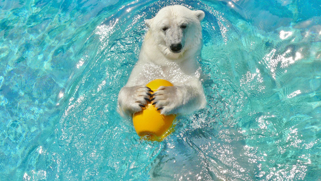 とべ動物園入園券付き宿泊プラン〜動物たちに会いに行こう〜（2026/3/1〜）