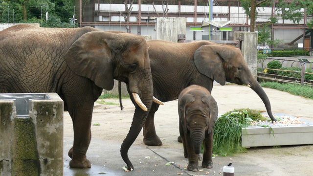 とべ動物園入園券付き宿泊プラン〜動物たちに会いに行こう〜