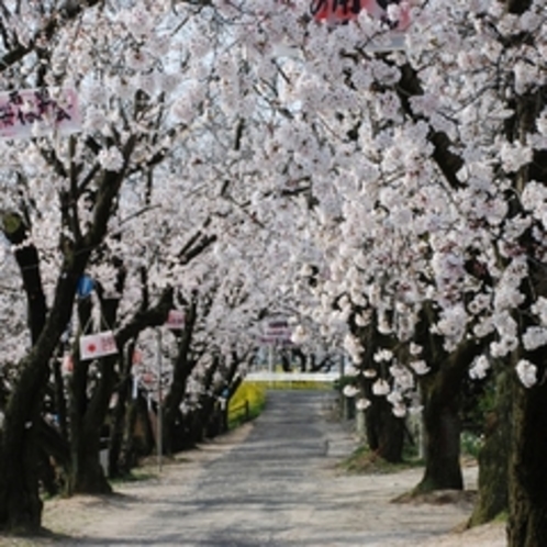 休暇村近くのひょうたん池の桜の風景