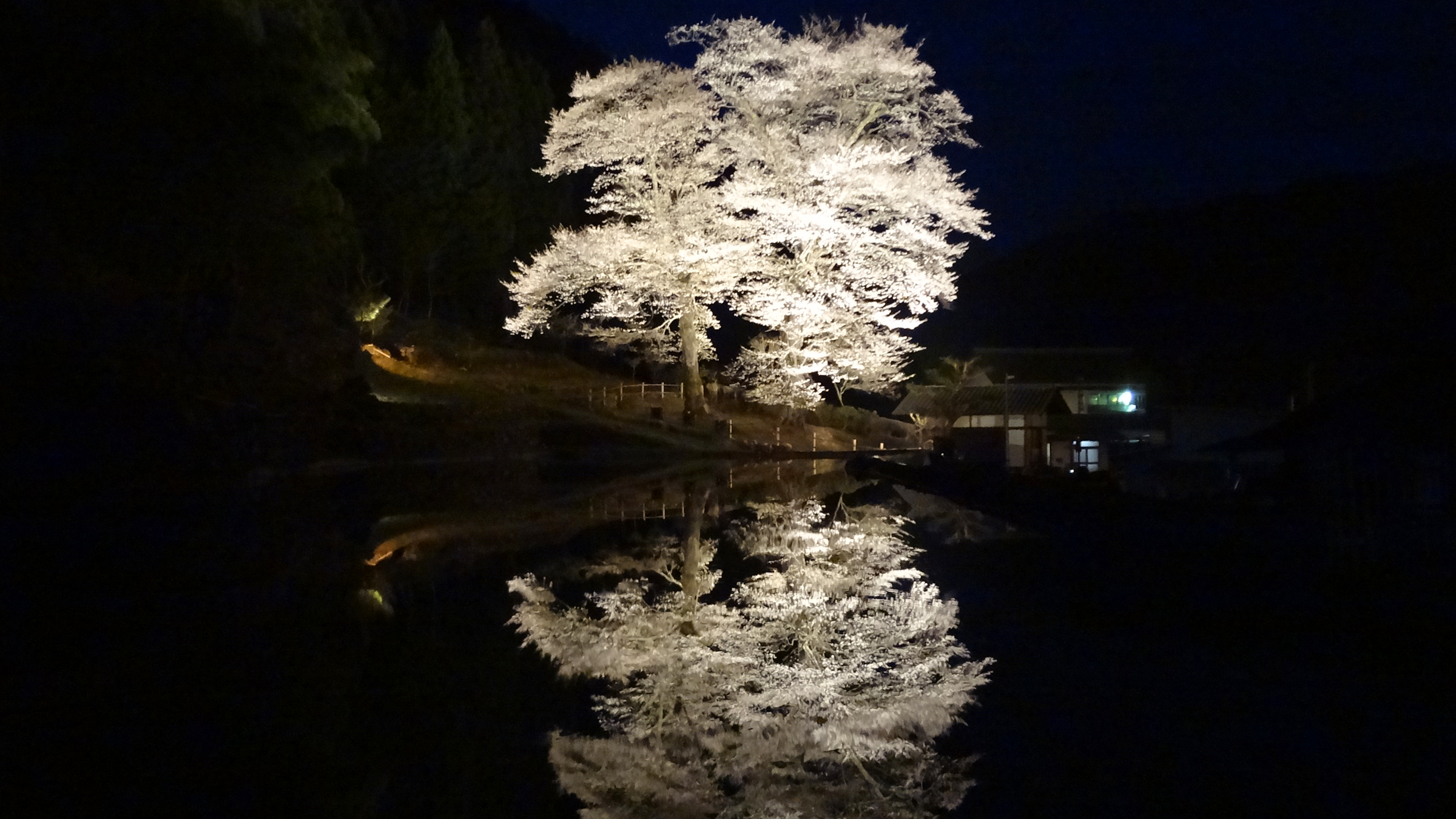 【その他】周辺　苗代桜