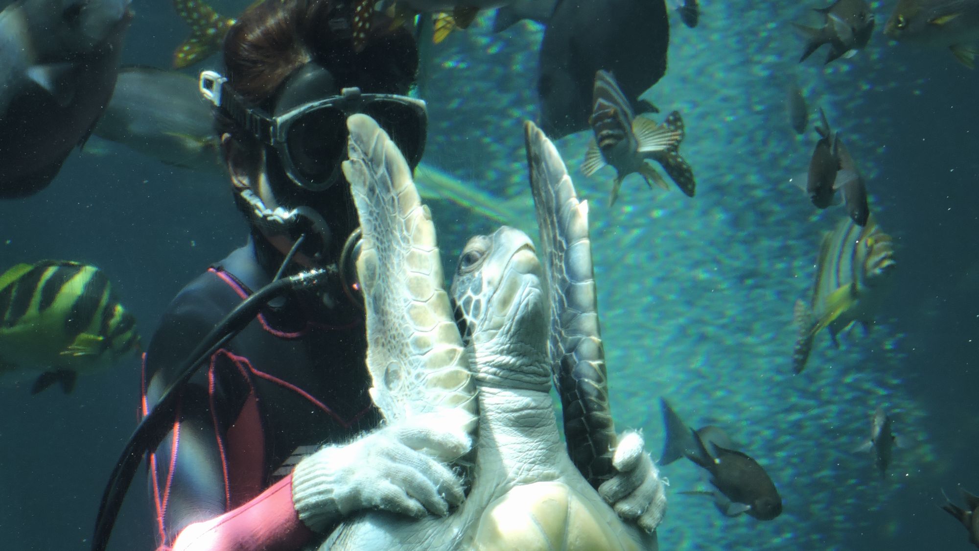 下田海中水族館