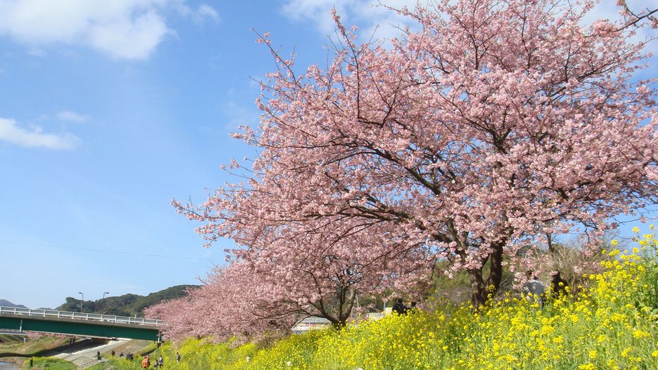 みなみの桜と菜の花