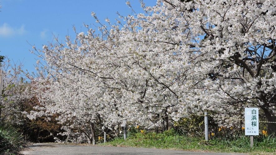 白浜桜