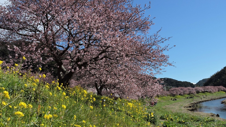 みなみの桜と菜の花