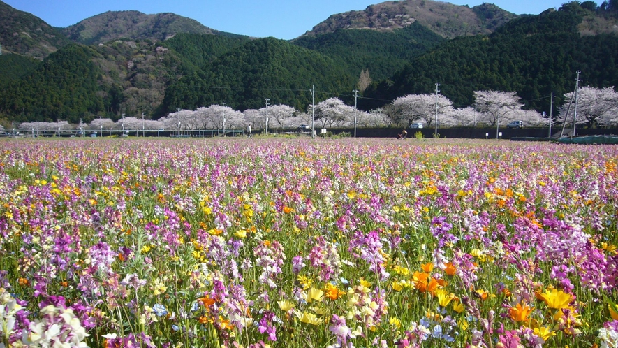 田んぼをつかった花畑と桜並木