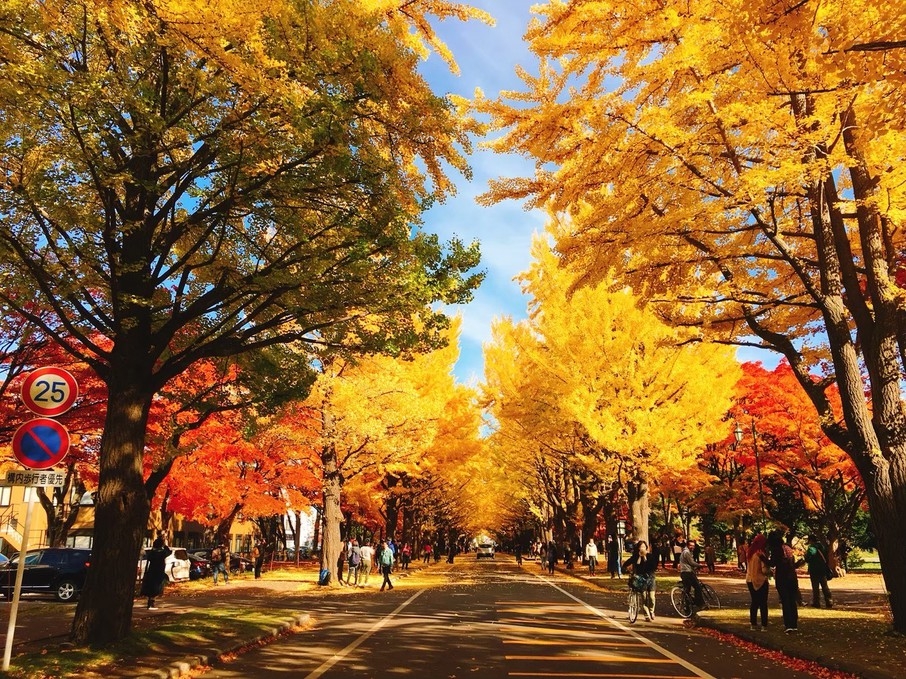 ◆期間限定◆ホテルから歩いて紅葉スポットへ♪ 黄金に輝く◆北海道大学イチョウ並木◆を堪能！…銘菓付き