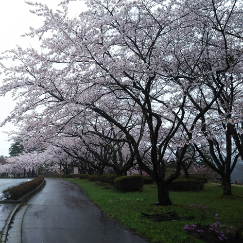 お車で約5分。さくら園には桜の木がたくさんあり、桜を楽しむことができます。開花／4月下旬頃（予定）