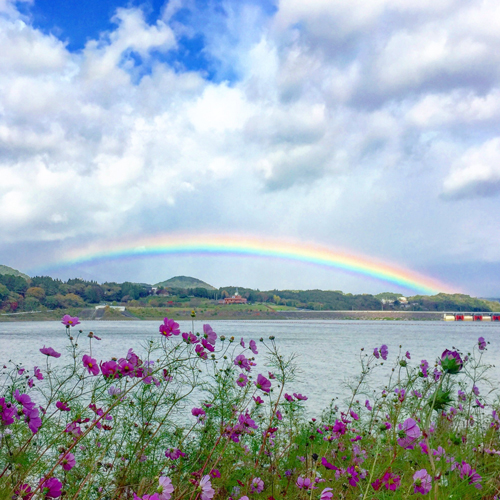 秋の御所湖のコスモスと虹のコラボレーション☆