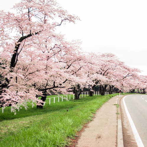 春の小岩井農場へ。春は桜の良いシーズンです。