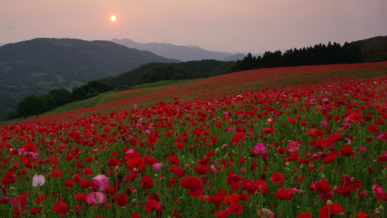 *【周辺観光】彩の国ふれあい牧場：天空のポピー(皆野町)　可憐な花が一面に咲き誇ります