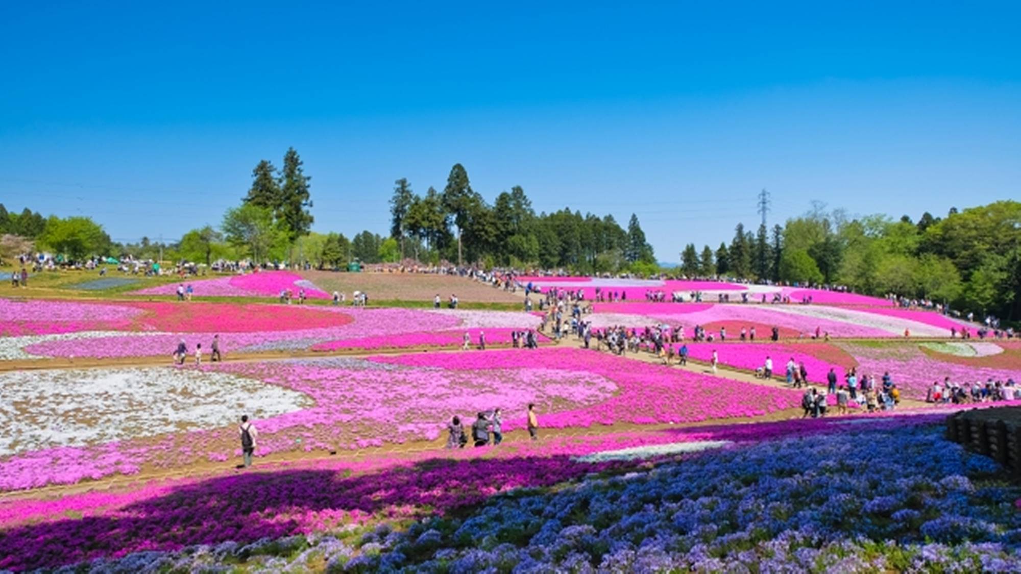 *周辺観光/羊山公園、芝桜の丘。当館から車で7分！園内にはふれあい牧場もございます。