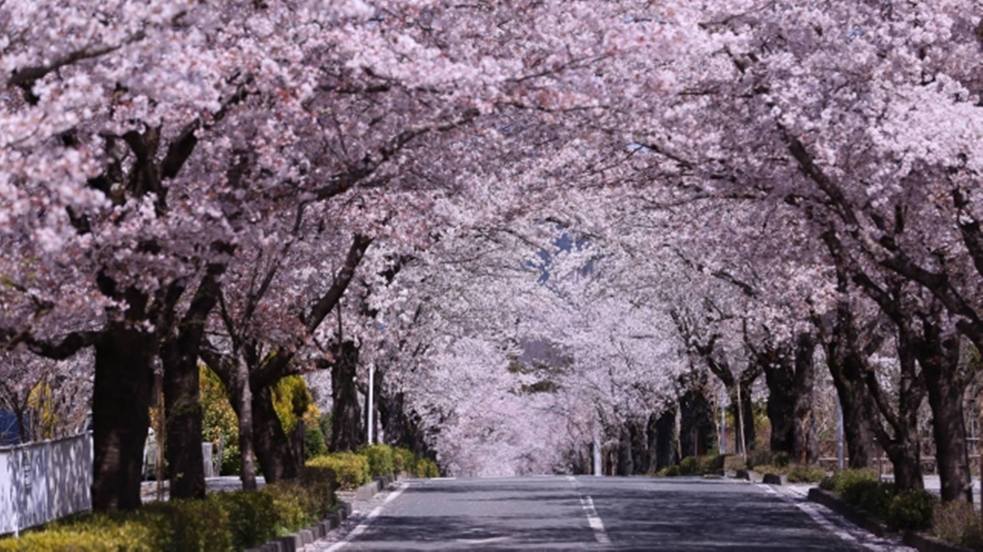 *周辺観光/長瀞の桜並木。「日本さくら名所100選」にも選ばれている桜のトンネル。