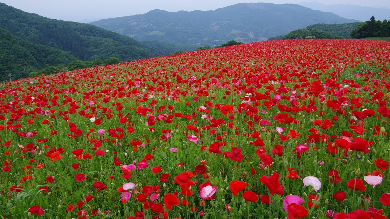 *【周辺観光】彩の国ふれあい牧場：天空のポピー(皆野町)　初夏を彩る花を見に行きませんか