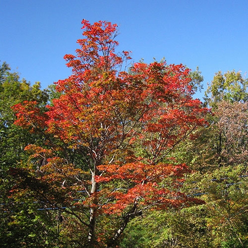 *［秋の外観］例年の紅葉の見頃は10月上旬～中旬です