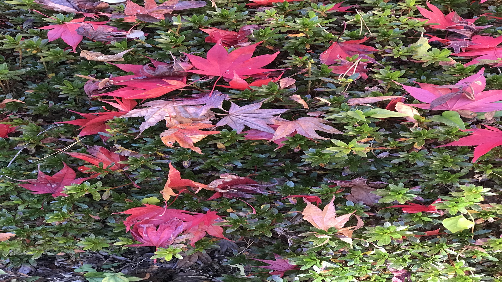色とりどりの紅葉が庭一面に舞い散ります