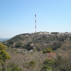 *周辺観光：宇和海展望タワー（当館より車で10分）