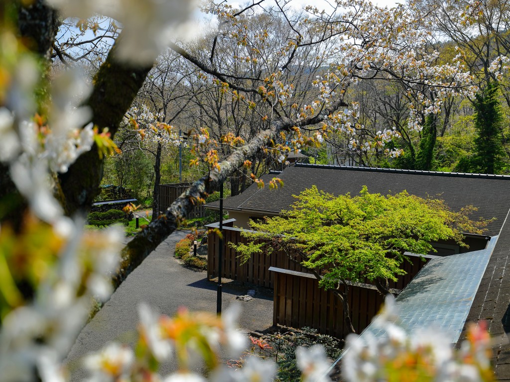 春　満開の山桜