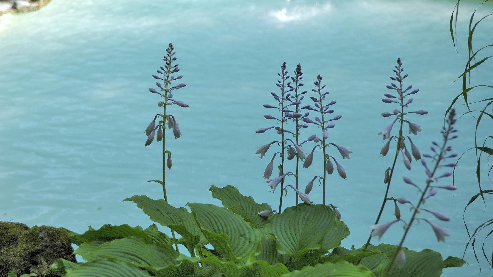 ・【夏】花々も彩を添える夏の野天風呂