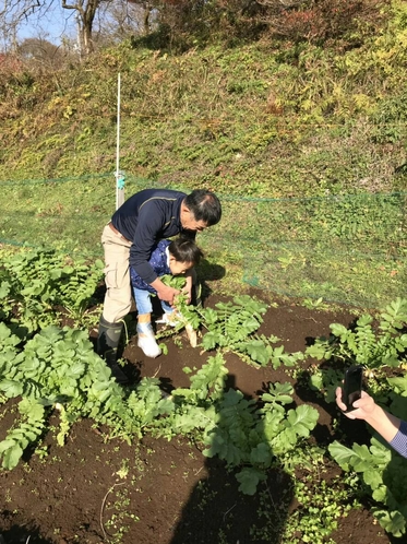 大根の収穫