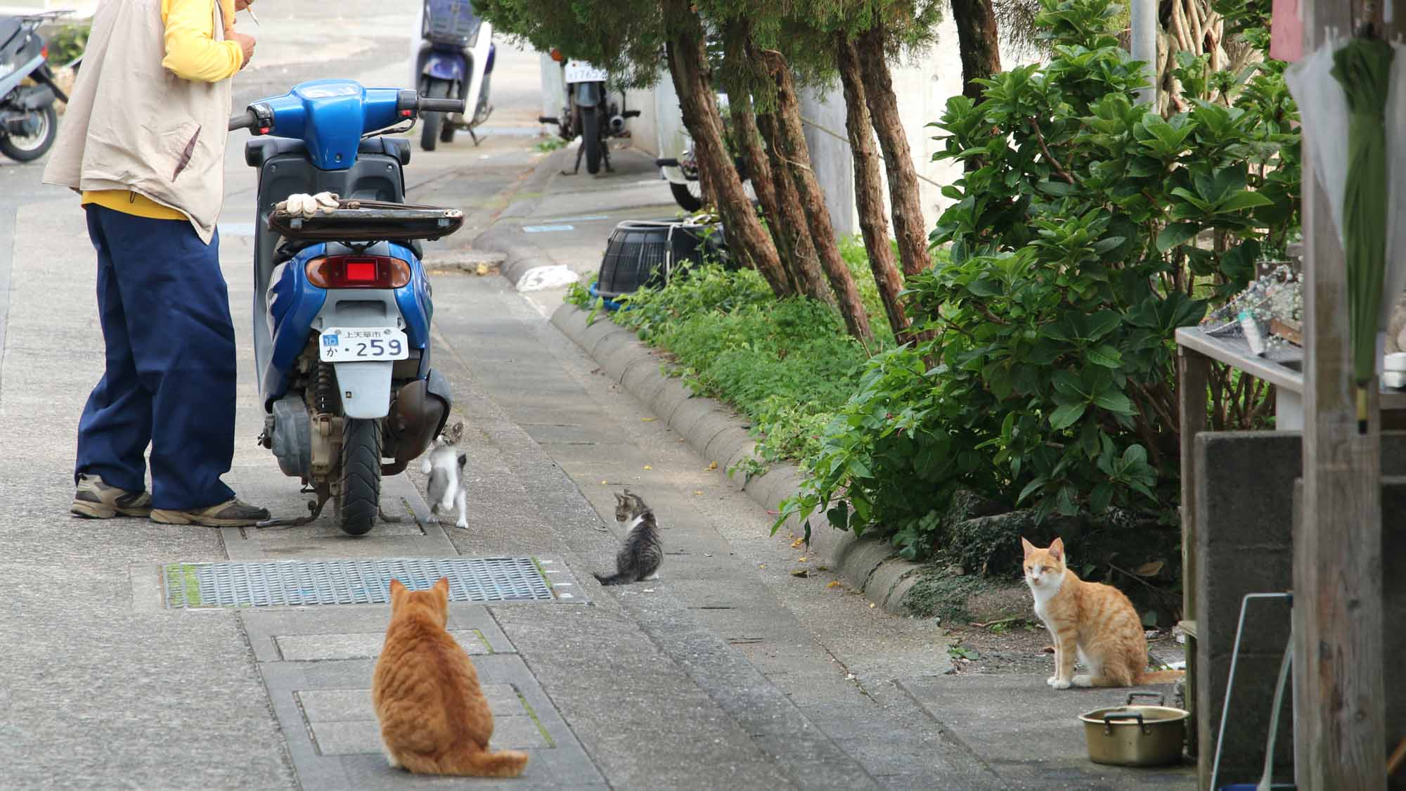 天草　湯島は猫島で有名　猫好きにはたまらない