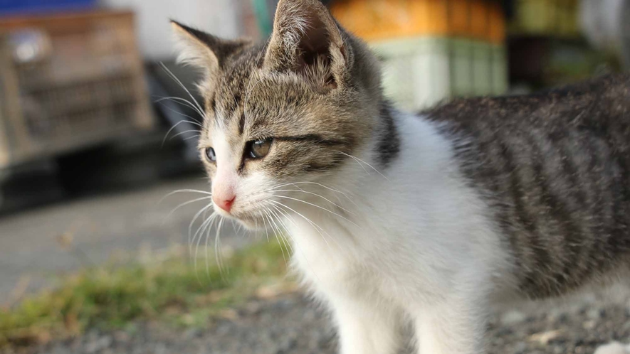 子猫がたくさん産まれています♪