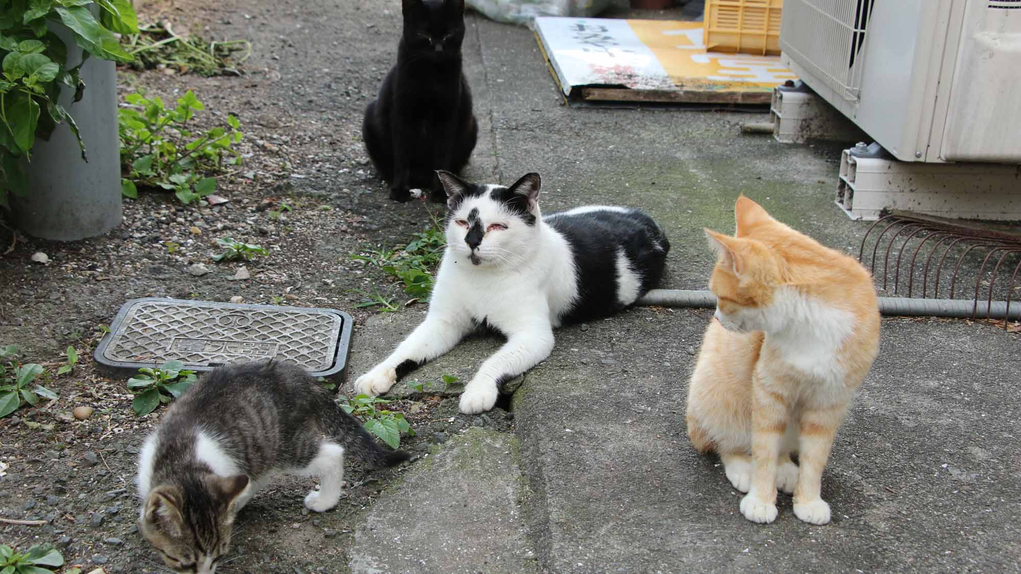 湯島は猫がいっぱい！