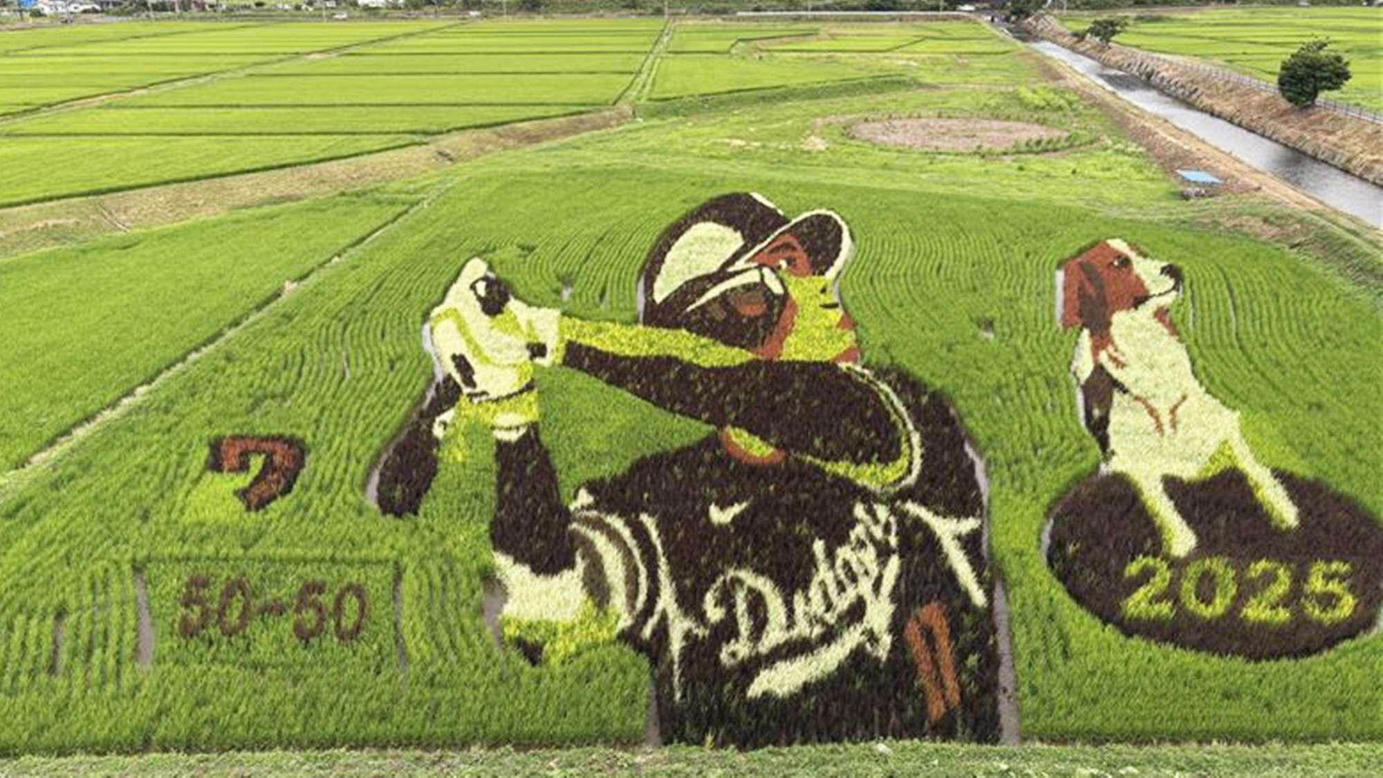 *周辺観光／田んぼアート（当館から車で30分）