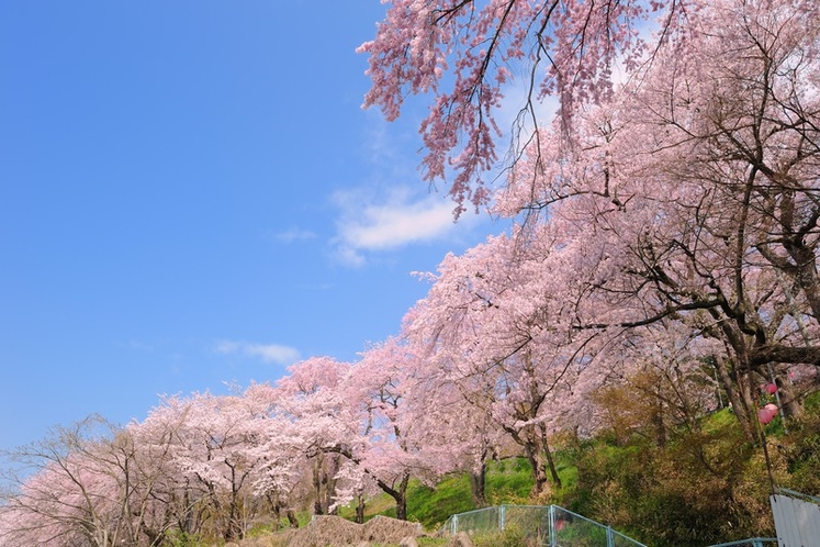 四季折々の花々が楽しめる当地では見事な桜も愛でられます。烏帽子山の千本桜は毎年4月中旬が見ごろです。