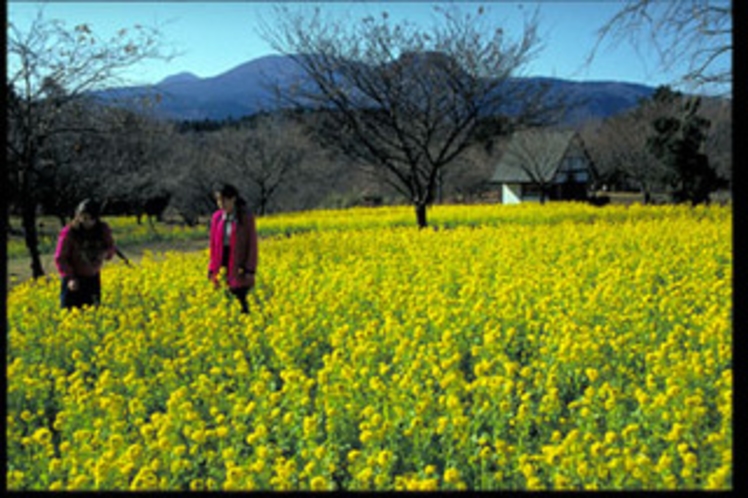 さくらの里　菜の花畑