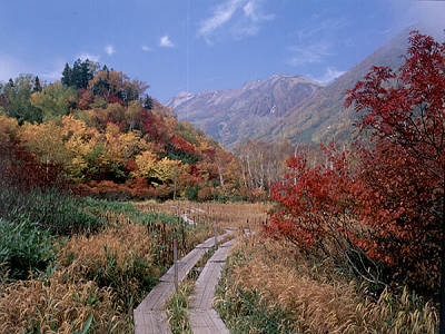 【紅葉】《秋の絶景！》選べるゴンドラチケット♪白馬山麓(五竜・八方・岩岳・栂池）トレッキングプラン