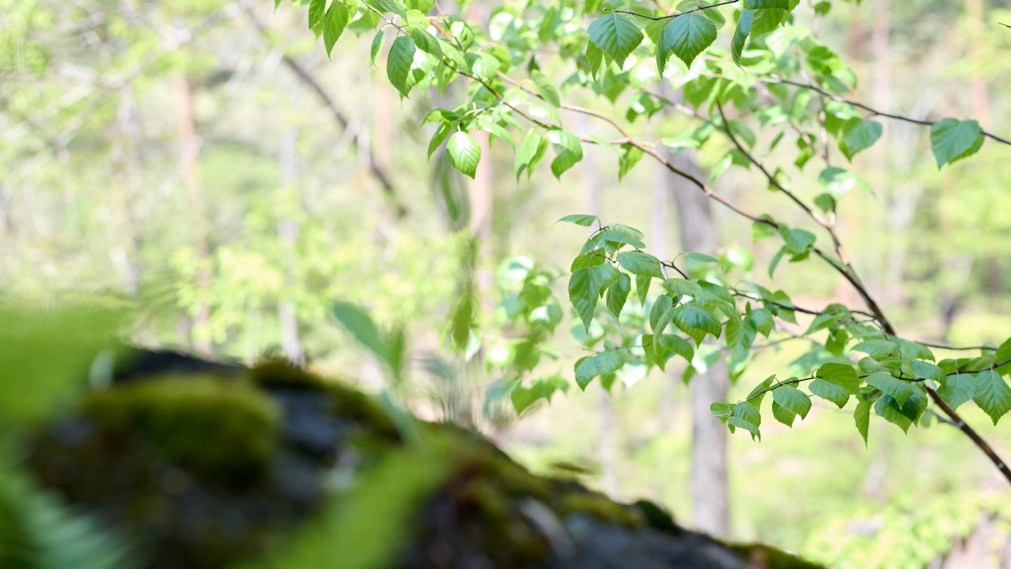 【会津郷土のグルメ旅】桜鍋×馬刺し×源泉かけ流しで楽しむ、大人の贅沢時間＜2食付き＞