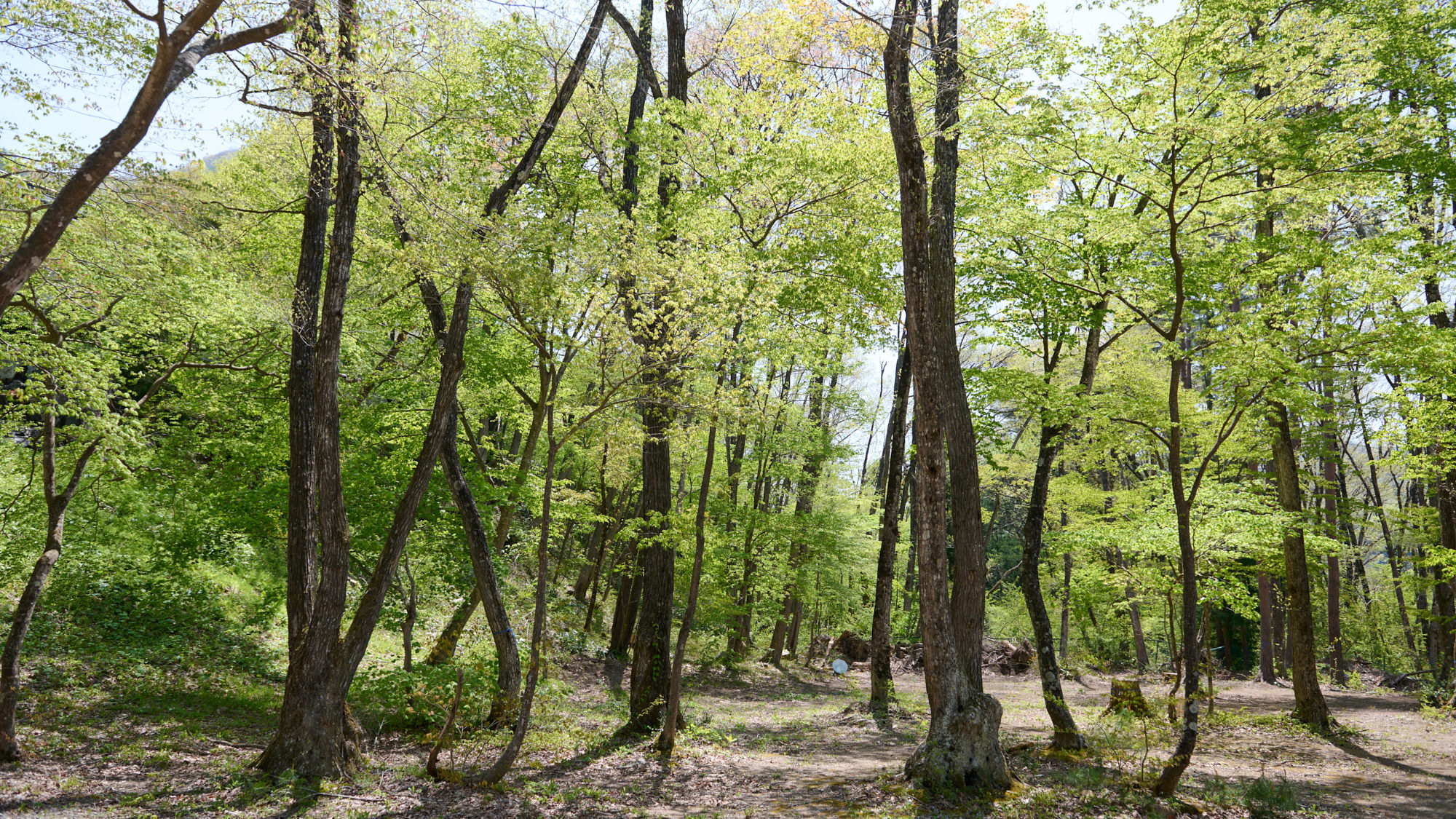キャンプ場