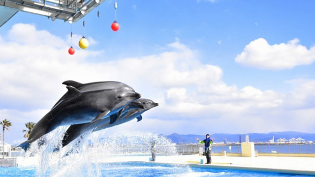 マリンワールド人気のイルカショー