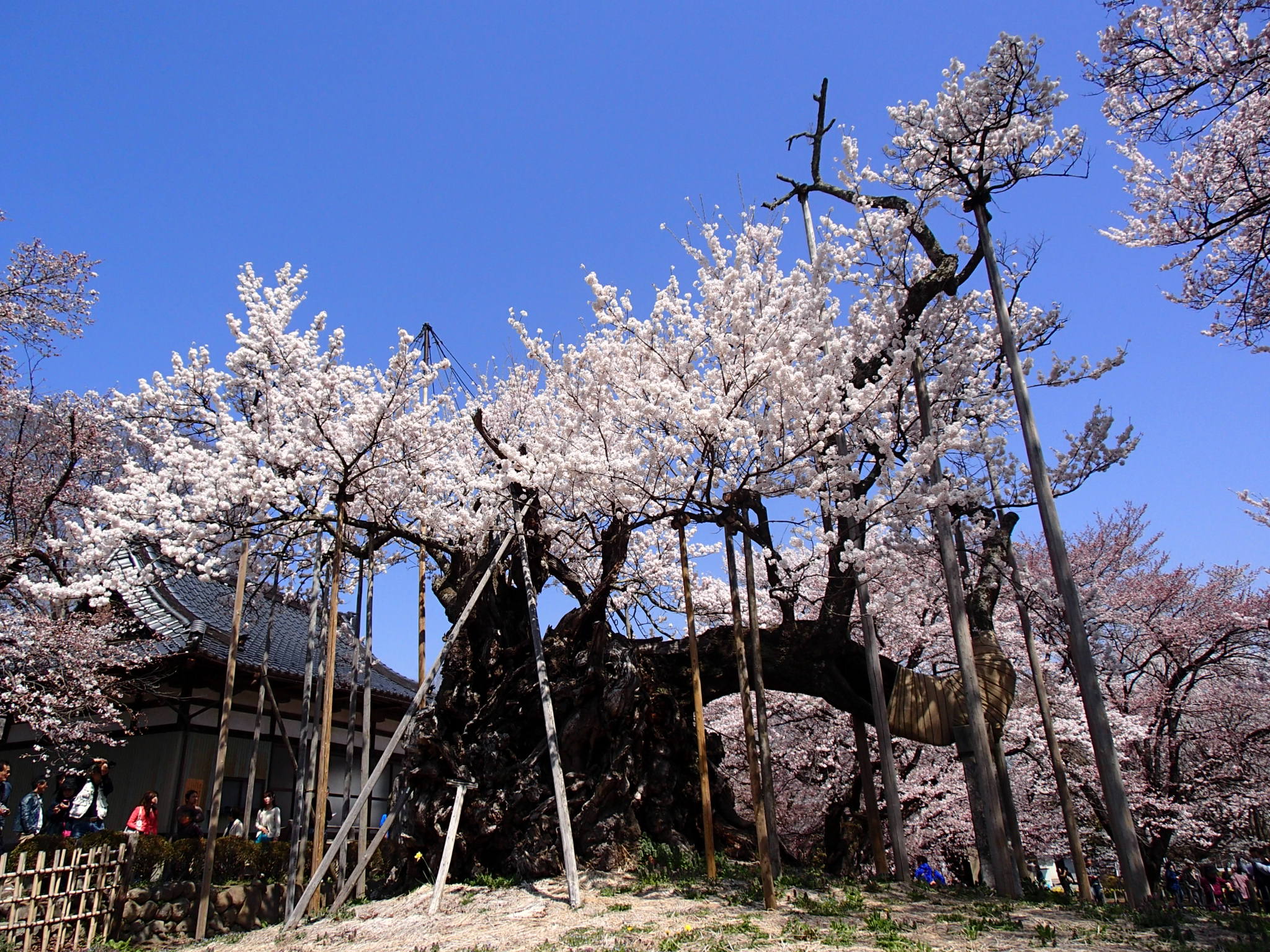 日本三大桜のひとつ　「神代桜」
