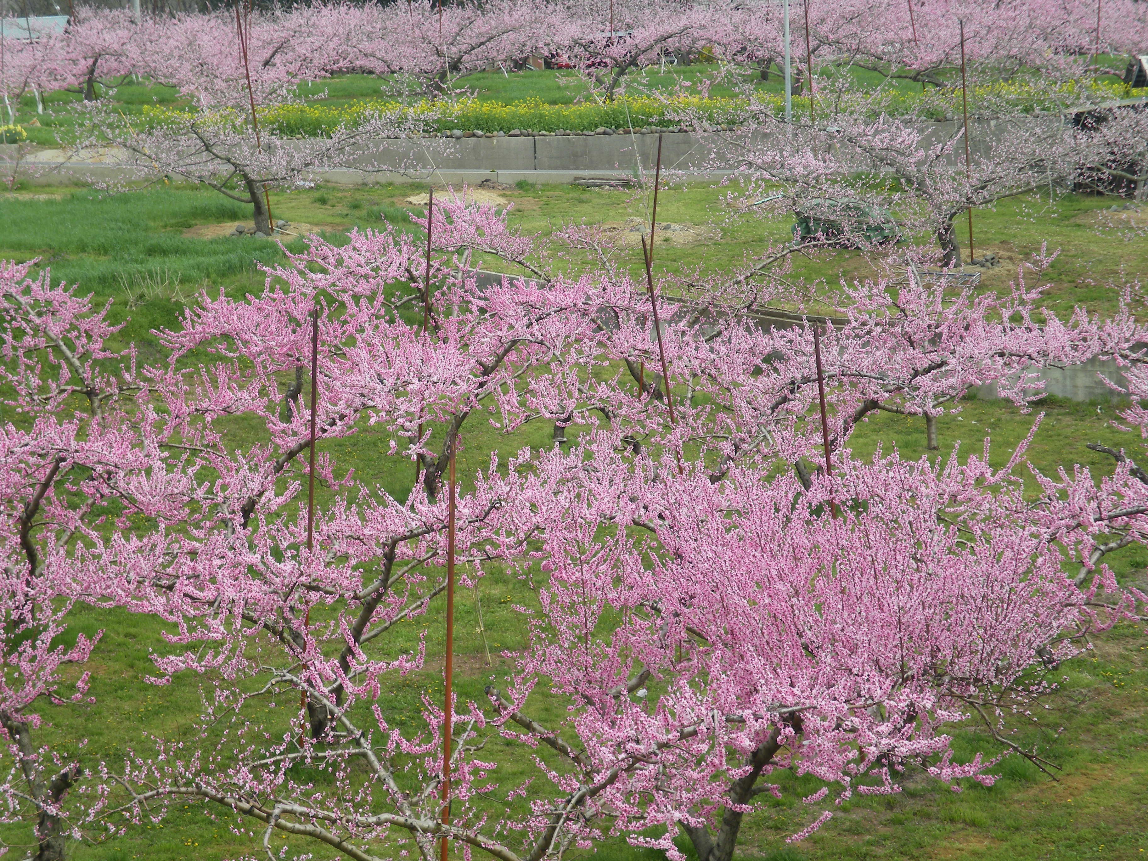 桃の花畑