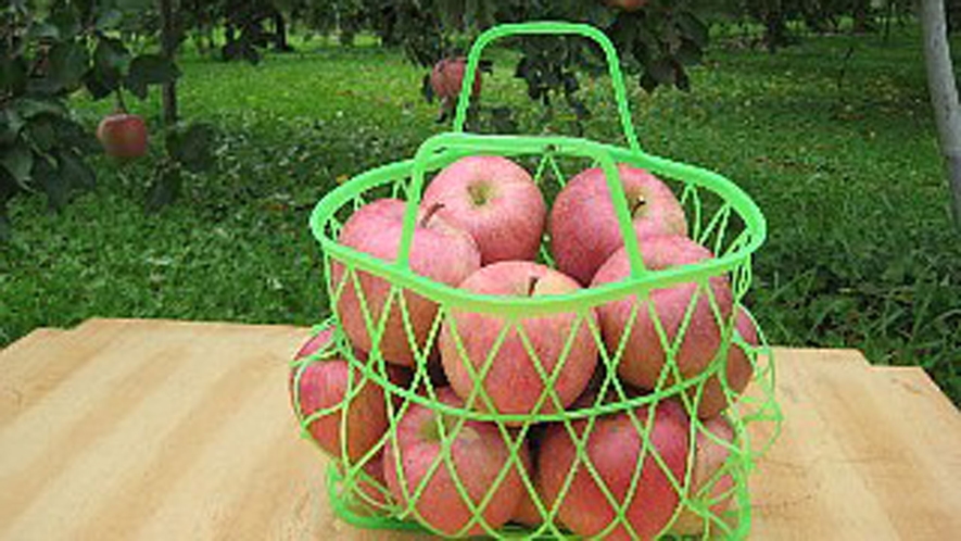 *りんご園/真っ赤に彩る甘味の詰まった美味しい恵み
