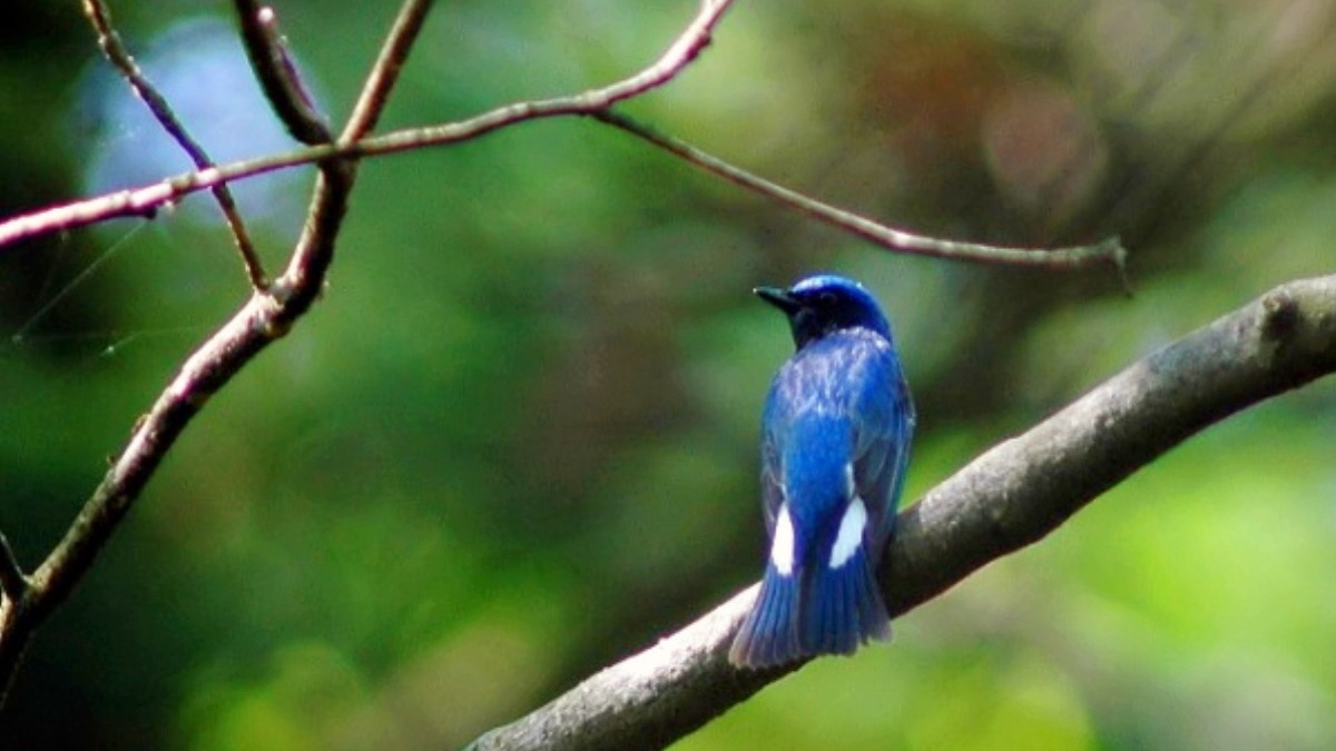 野鳥観察イメージ