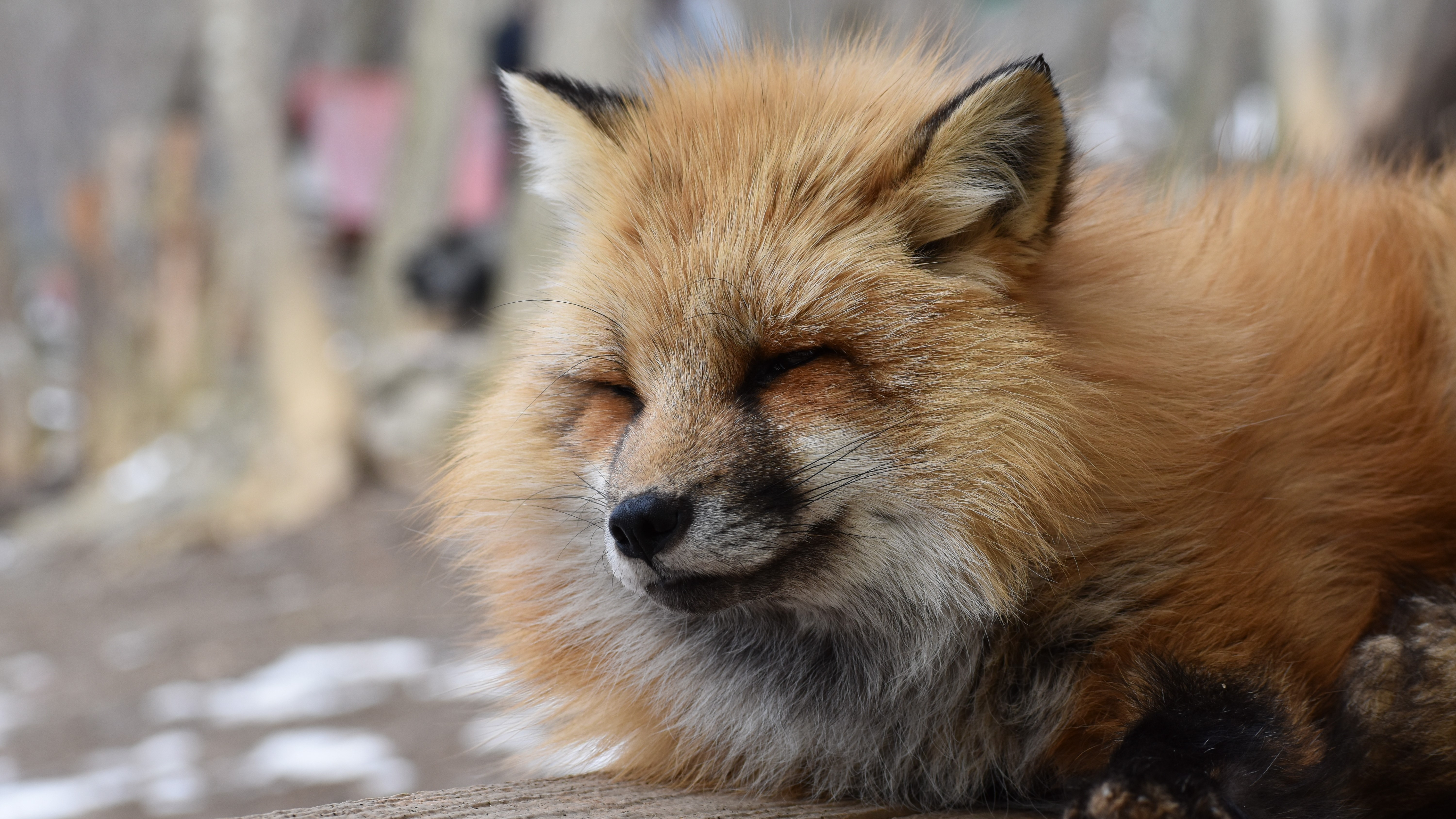 ◆宮城蔵王キツネ村