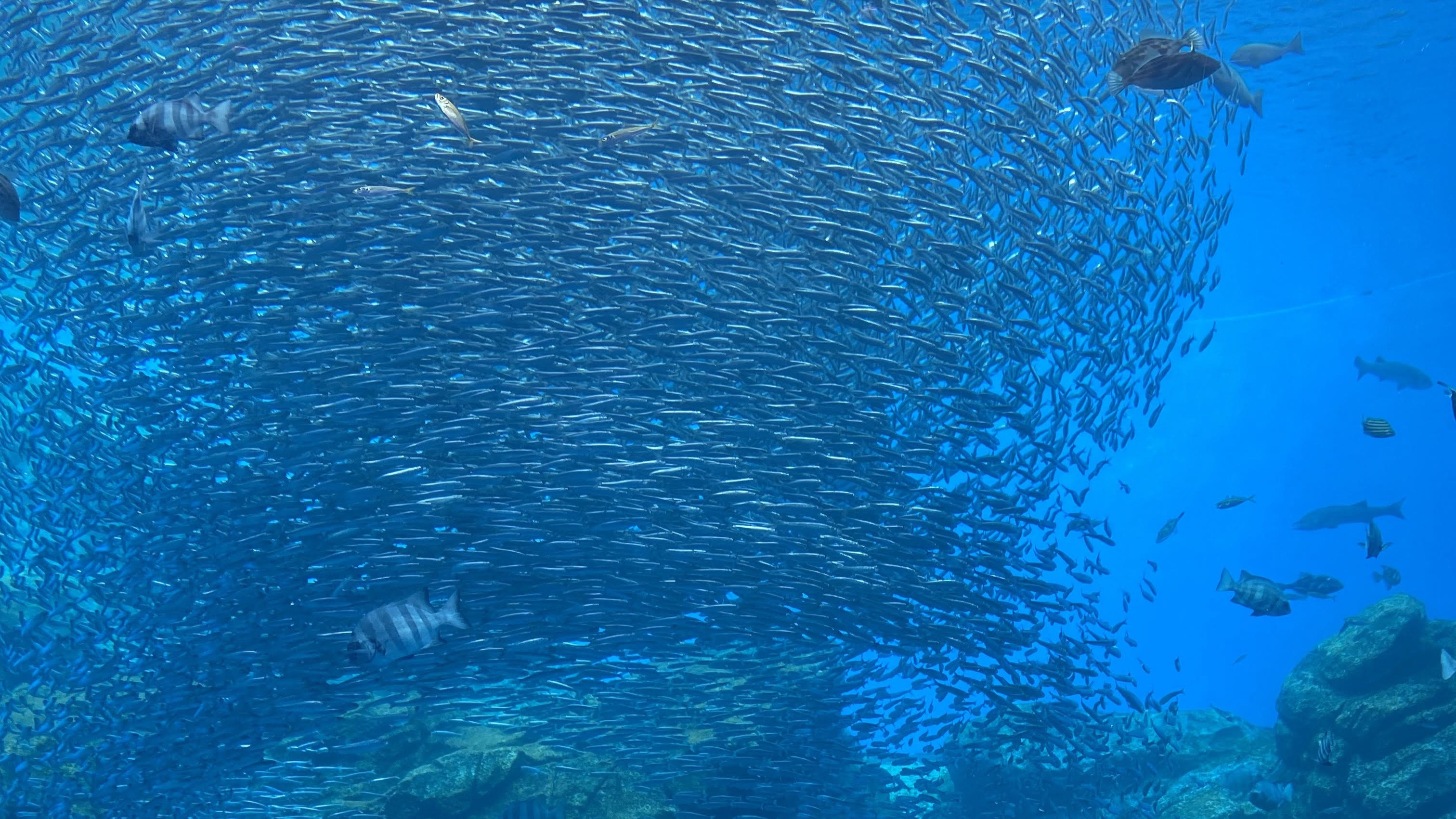 ◆仙台うみの杜水族館